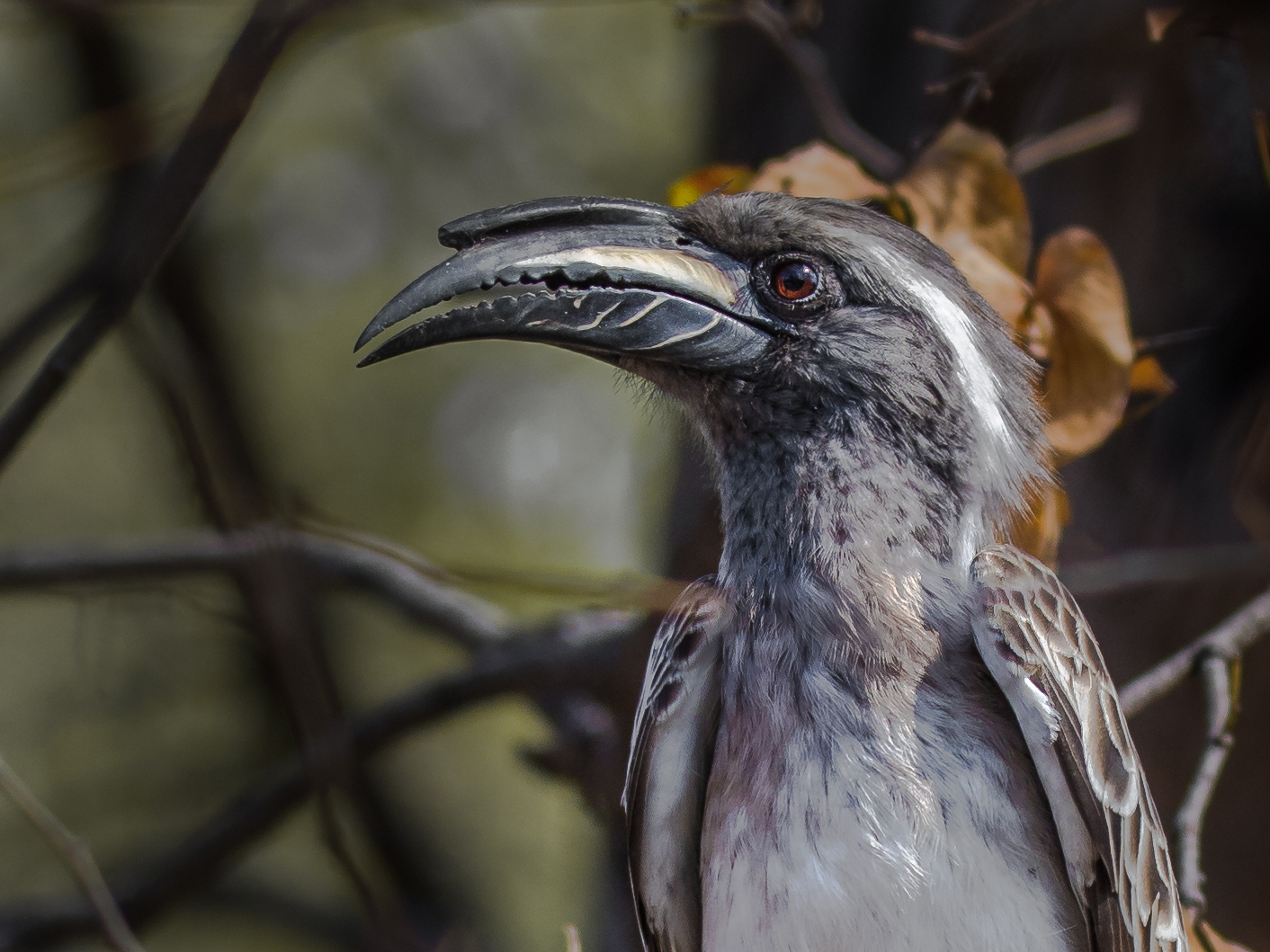 grey hornbill - grauer Nashornvogel