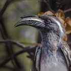 grey hornbill - grauer Nashornvogel