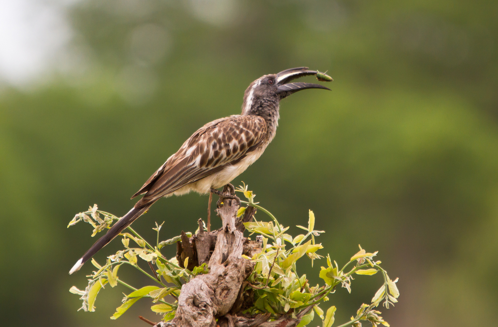 Grey Hornbill mit Käfer