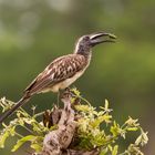 Grey Hornbill mit Käfer