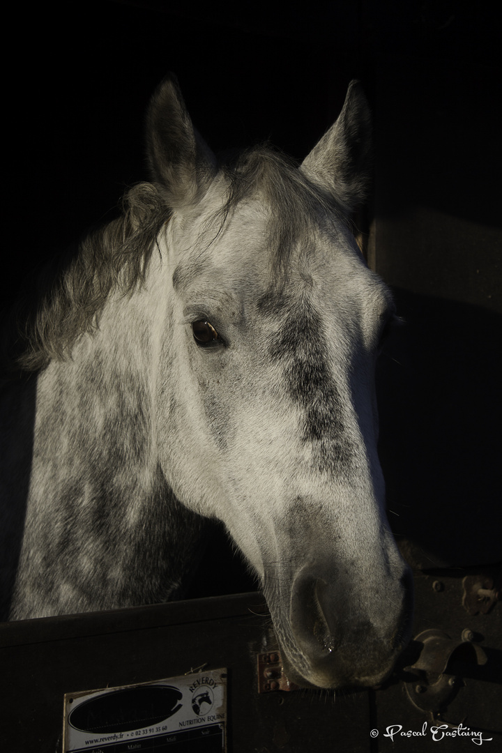 Grey horse