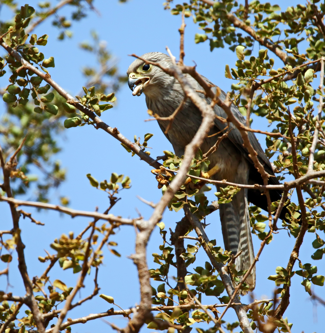Grey Kestrel, Falco ardosiacus