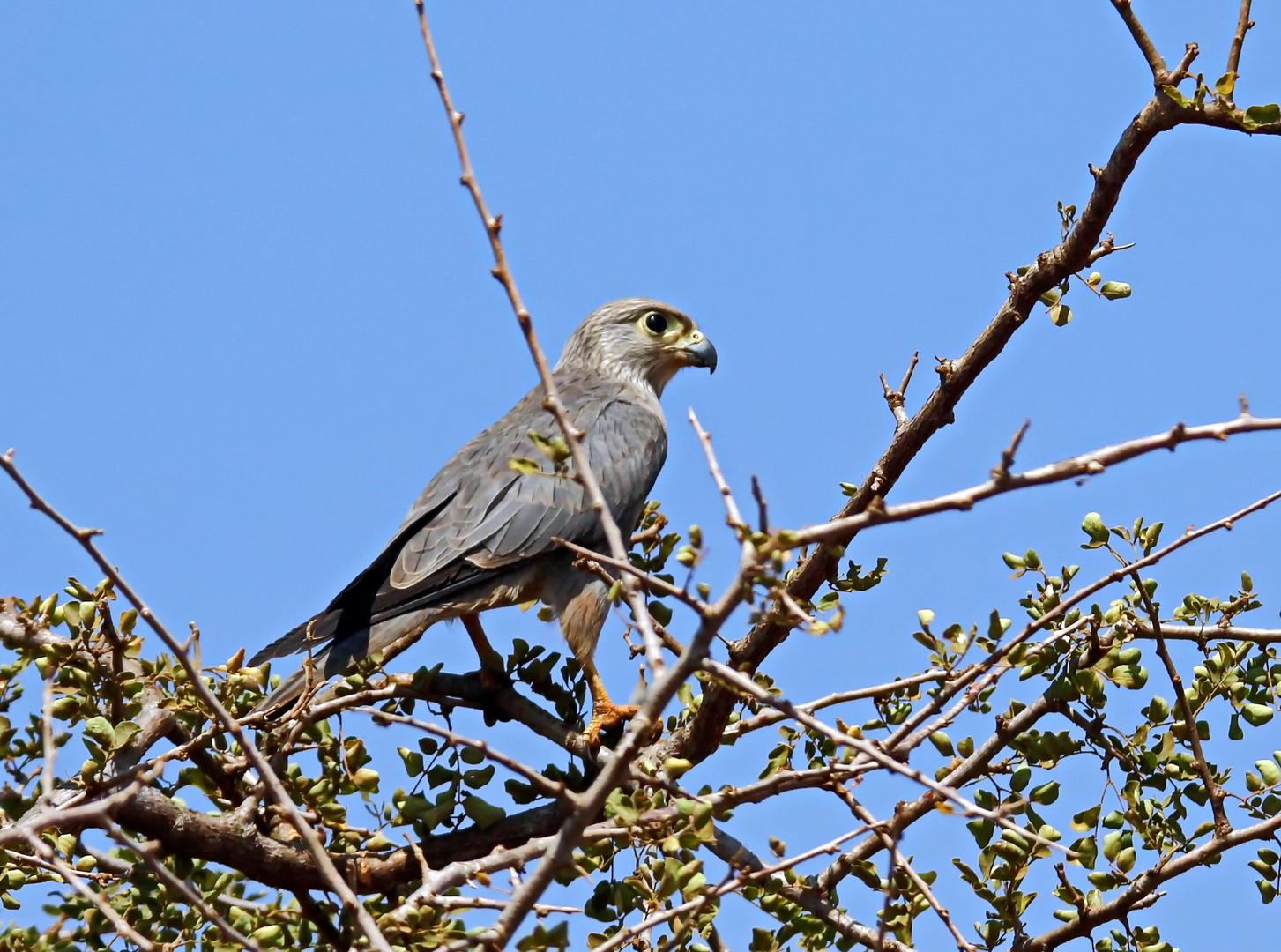 Grey Kestrel, Falco ardosiacus Nr.1