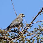 Grey Kestrel, Falco ardosiacus Nr.1