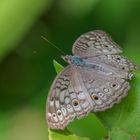 Grey Pansy