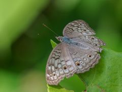 Grey Pansy