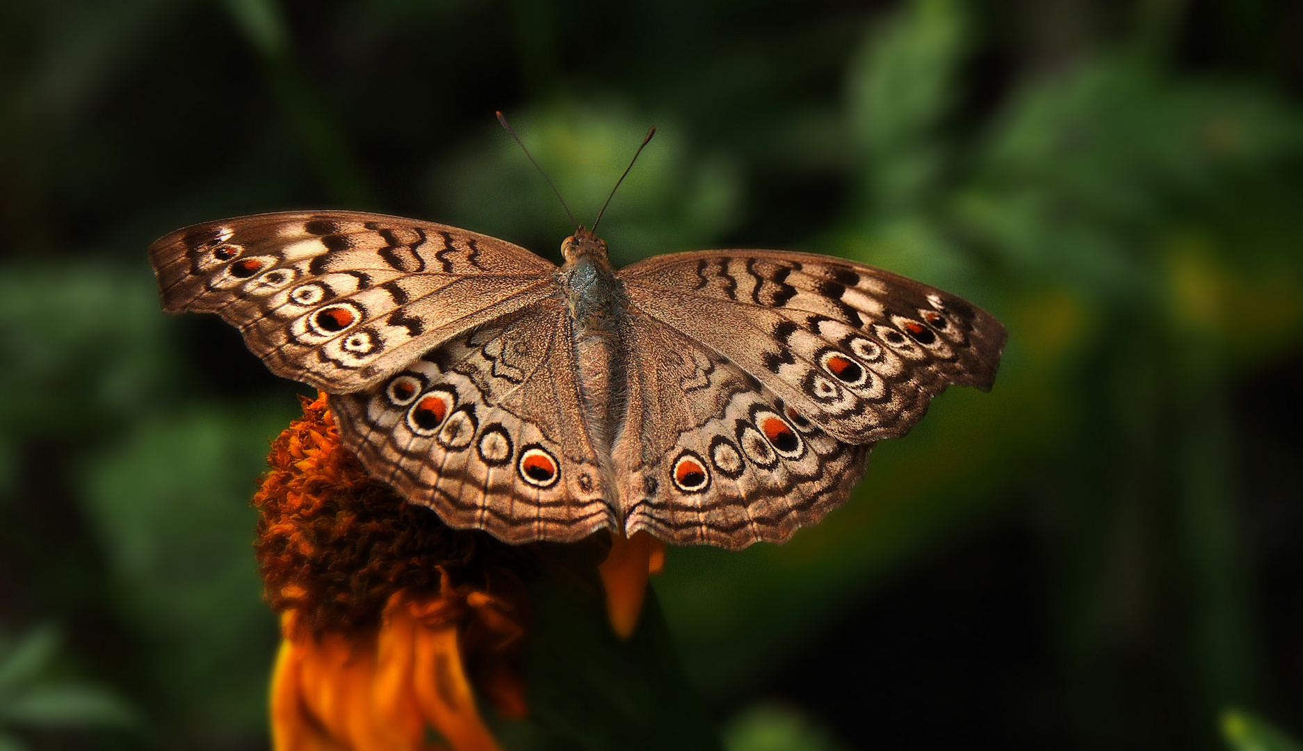 Grey Pansy