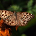 Grey Pansy