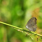 Grey Pansy