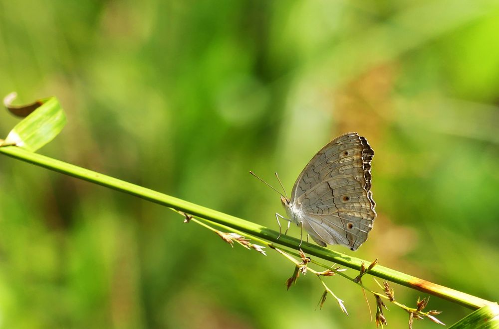 Grey Pansy