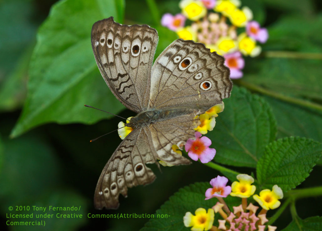 Grey Pansy (Junonia atlites)