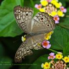 Grey Pansy (Junonia atlites)