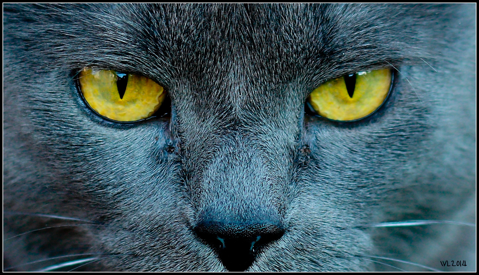 GREY PANTHER