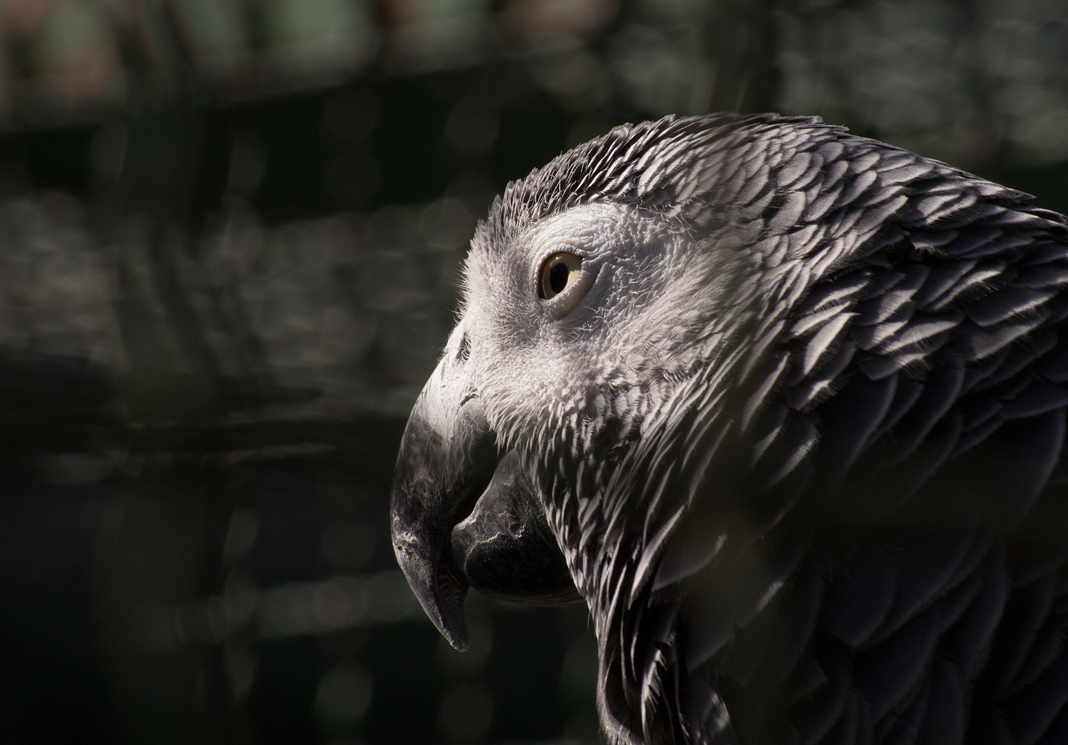 grey parrot