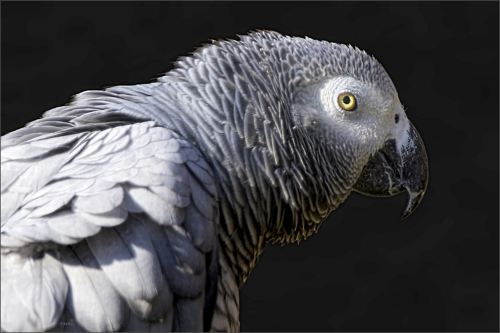 Grey parrot - Portrait en profile