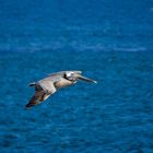 grey pelican