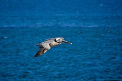 grey pelican