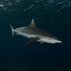 Grey Reef Shark