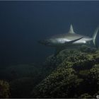 Grey reef shark