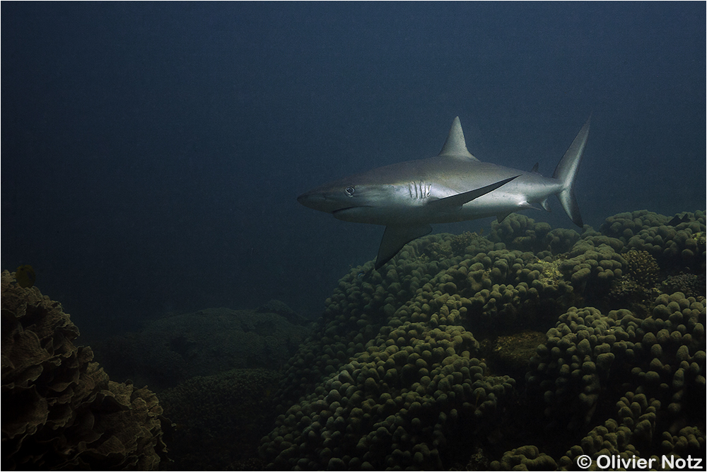 Grey reef shark