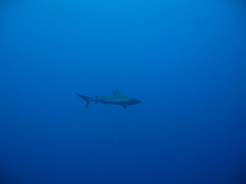 Grey Reef Shark