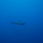 Grey Reef Shark