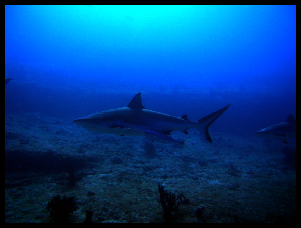 Grey Reef Sharks