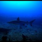 Grey Reef Sharks