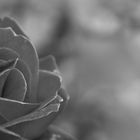 Grey Rose