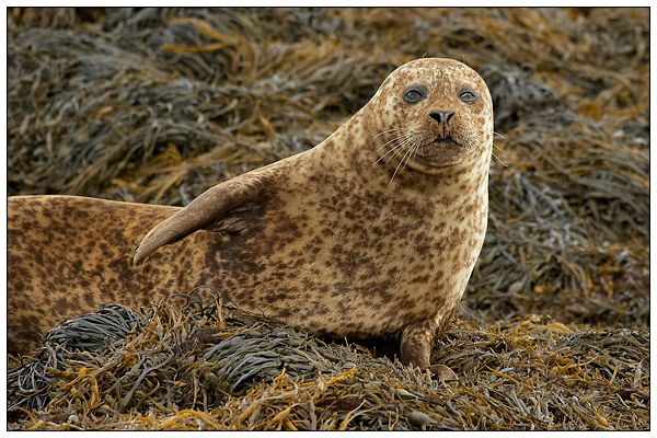 Grey Seal