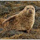 Grey Seal