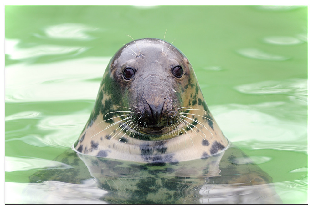 Grey Seal