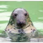 Grey Seal