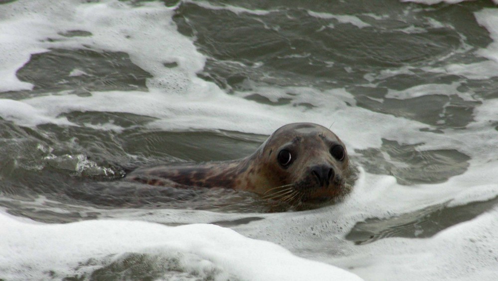 Grey Seal Puppy