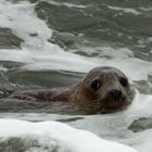 Grey Seal Puppy