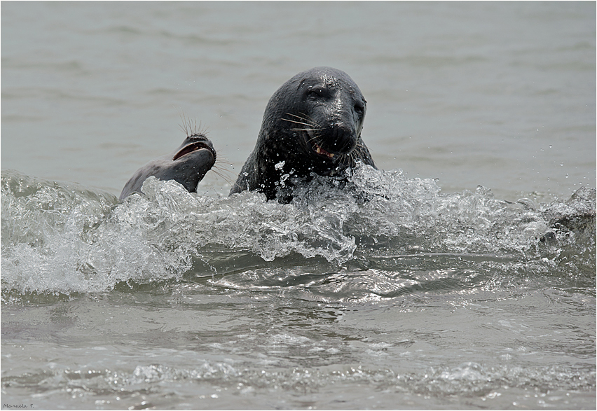 Grey seals playing in the water