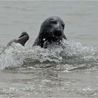 Grey seals playing in the water