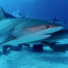 Grey sharks / Bahamas