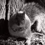 Grey Squirrel