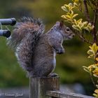 Grey Squirrel