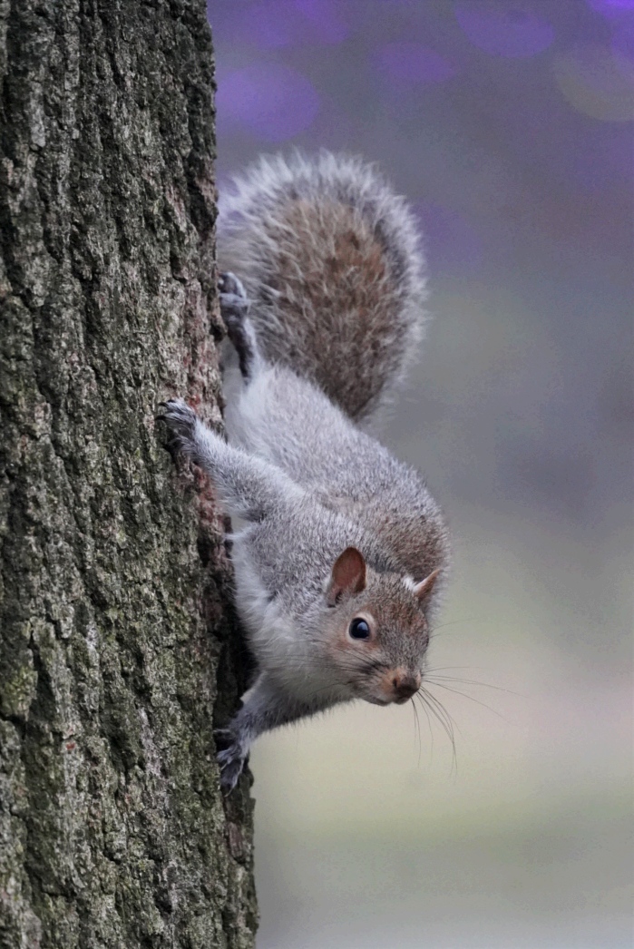 Grey squirrel 