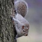 Grey squirrel 