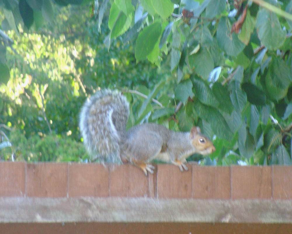 Grey Squirrel