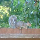 Grey Squirrel