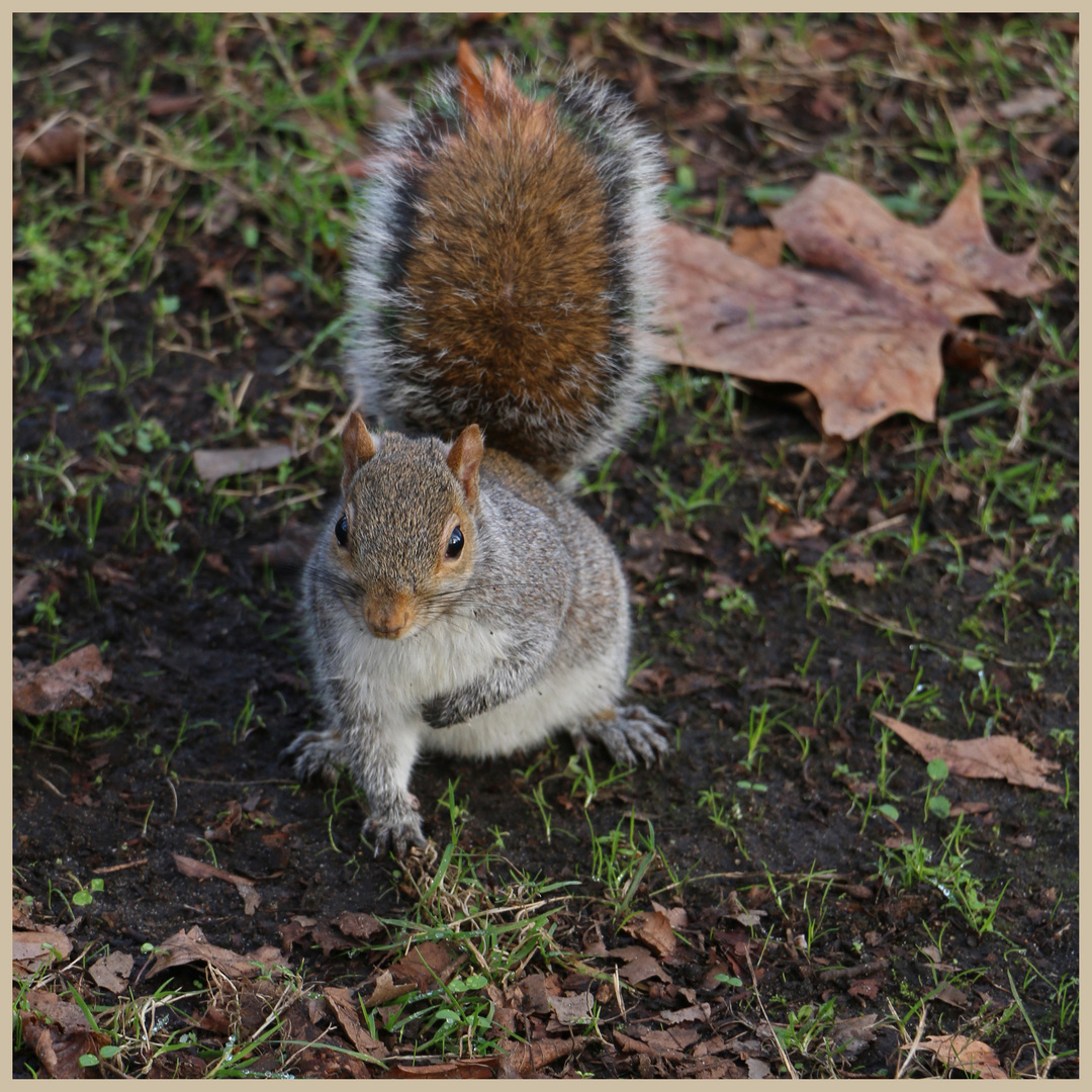 grey squirrel