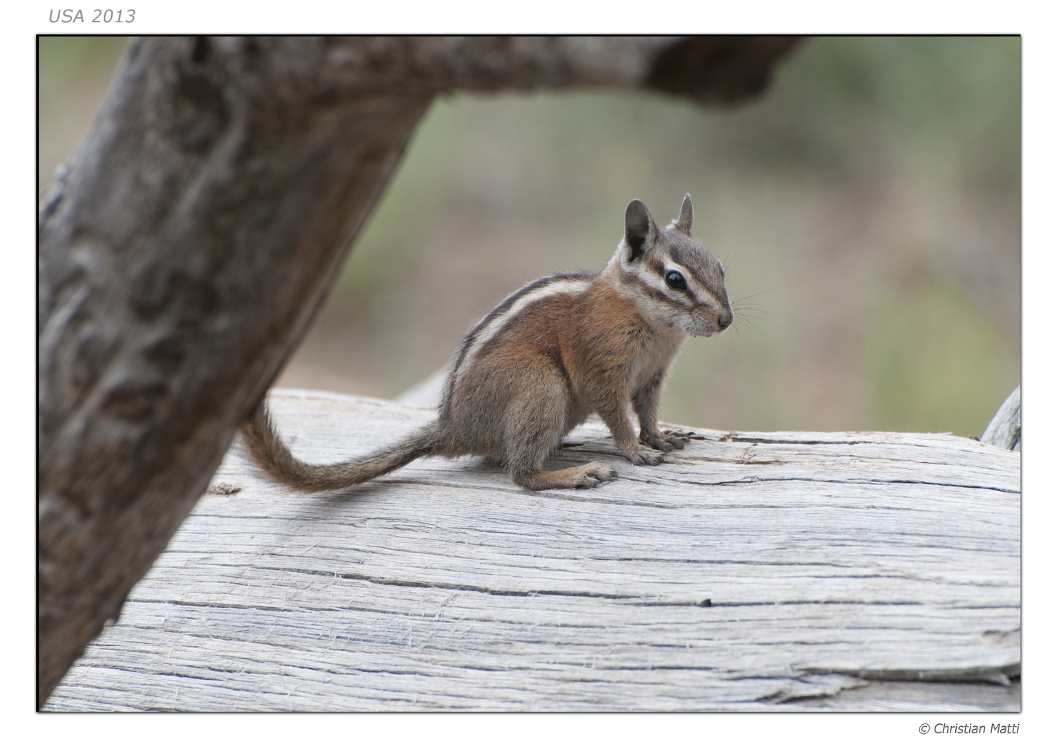 Grey squirrel Grand Canyon