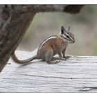 Grey squirrel Grand Canyon