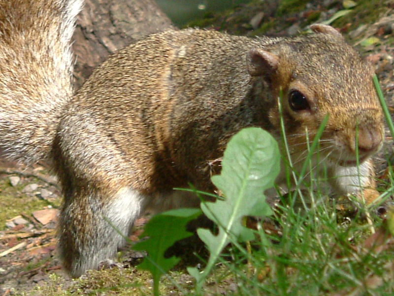 Grey Squirrel in Dublin