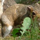 Grey Squirrel in Dublin