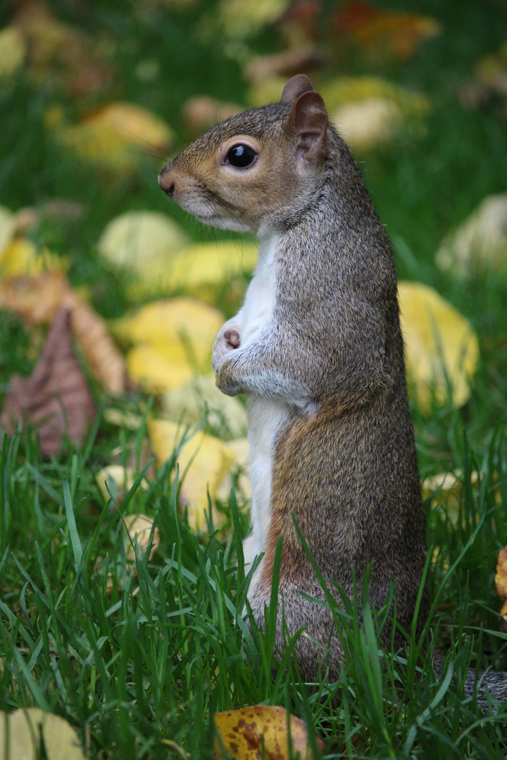 Grey Squirrel, London